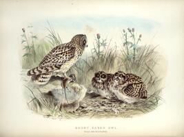 Short-eared Owl