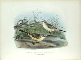 Grey-headed Wagtail