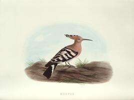 Hoopoe