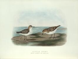 Little Stint