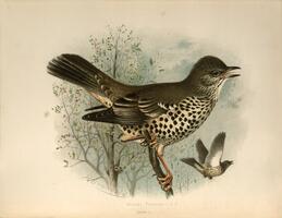 Missel Thrush