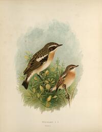 Whinchat