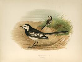 Pied Wagtail