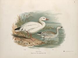 Snow Goose