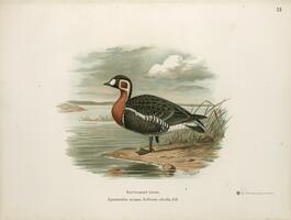 Red-breasted Goose