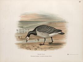 Barnacle Goose