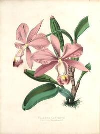 Walker's Cattleya