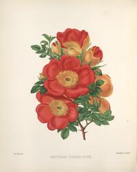 Austrian Copper Rose