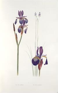 Iris sibirica