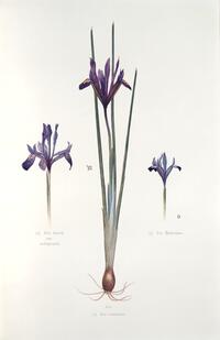 Iris reticulata