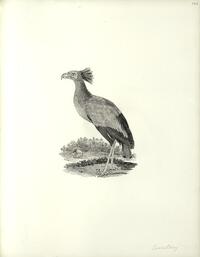 Secretary Bird