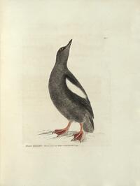 Black Guillemot