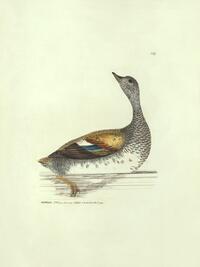 Gadwall