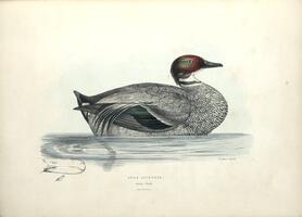 Javan Duck