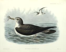 Puffinus leucomelas