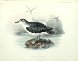 Puffinus elegans