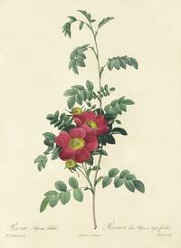 Rosa alpina debilis