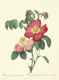 Rosa gallica rosea flore simplici