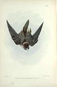 Barbary Falcon