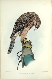 Goshawk