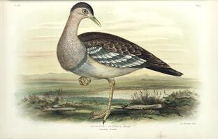 Australian Bustard