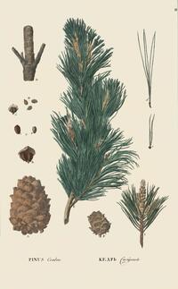 Pinus cembra