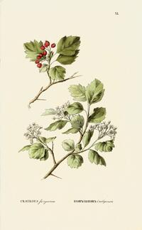 Crataegus sanguinea