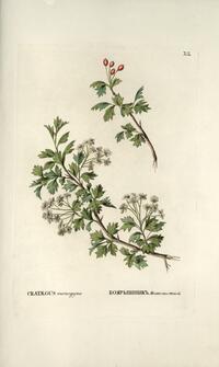 Crataegus monogyna