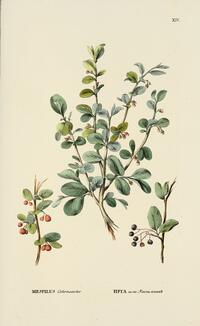 Mespilus cotoneaster