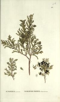 Juniperus communis