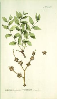 Rhamnus paliuroides