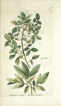 Rhamnus carpinifolius