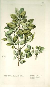 Rhamnus catharticus