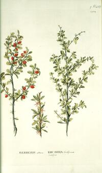 Berberis altaica