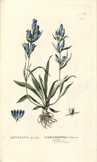 Gentiana adsendens