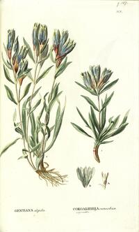 Gentiana algida