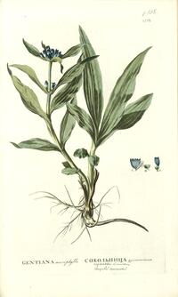 Gentiana macrifilla