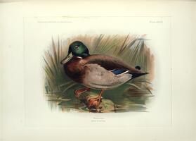 Mallard