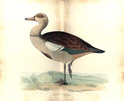 Egyptian Goose