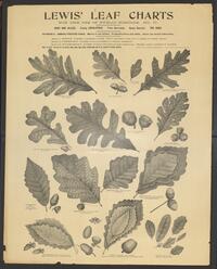 Graceanna Lewis leaf charts