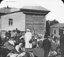 Sheep Shearing