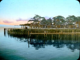 Famous Pine Tree at Karasaki, The