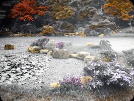 Japanese Garden, A