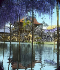 Wistaria Blossoms at Kameido, Tokyo