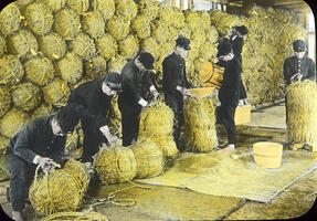 Hiroshima Forestry & Agricultural School, Bagging Rice